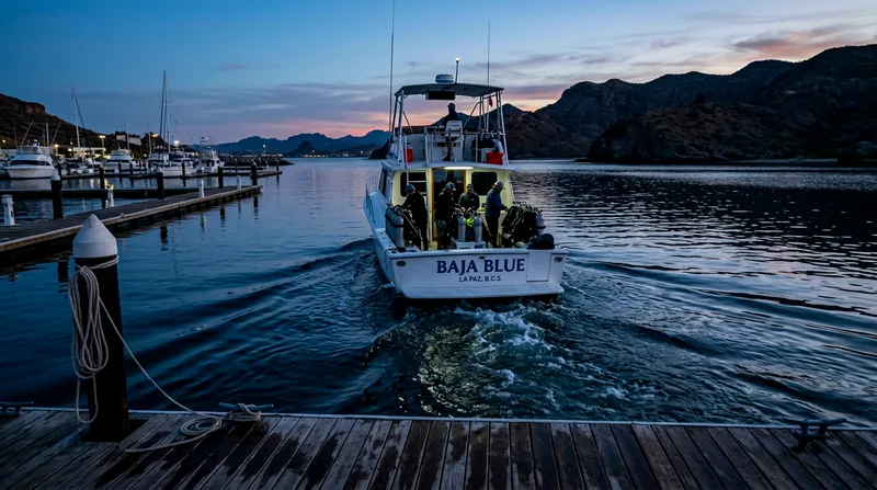 Whale shark tour boat departing La Paz marina at dawn.